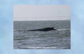 The Marine Mammal Center is tracking a humpback whale it spotted traveling in the Sacramento-San Joaquin Delta last week.