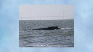 Marine Mammal Center Keeping Tabs on Humpback Whale Sightings in Delta