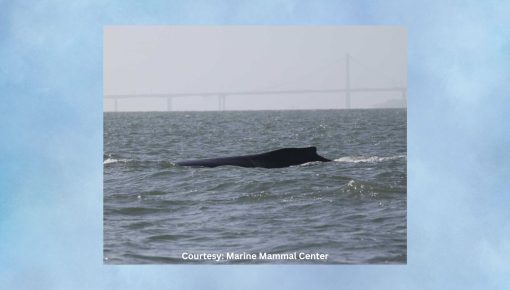 Marine Mammal Center Keeping Tabs on Humpback Whale Sightings in Delta