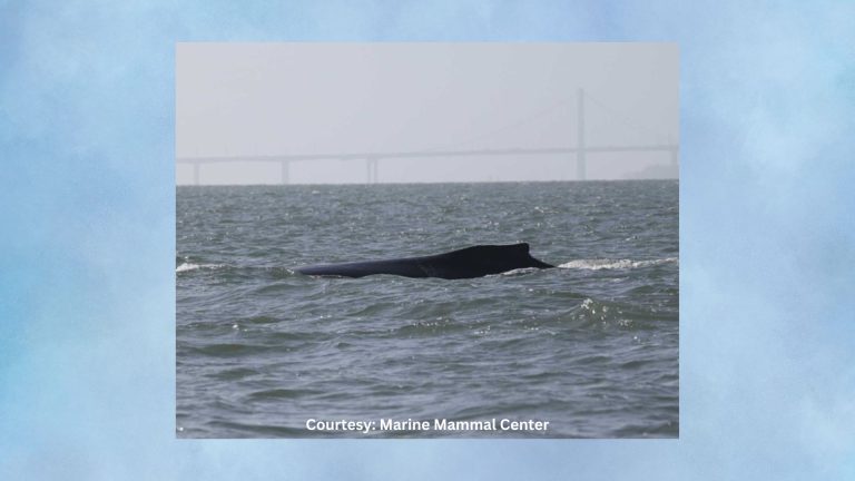 Marine Mammal Center Keeping Tabs on Humpback Whale Sightings in Delta